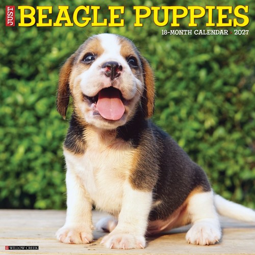 Beagle puppies 2027 12 - 2027, 12"