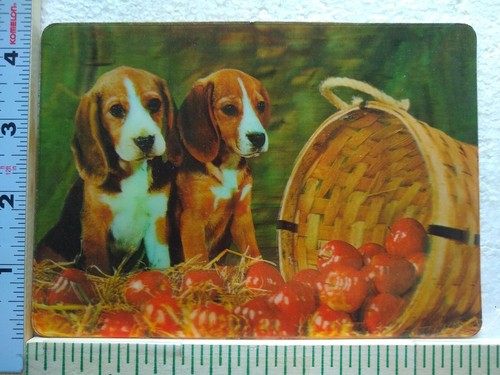 Postcard beagles apples - beagles, &