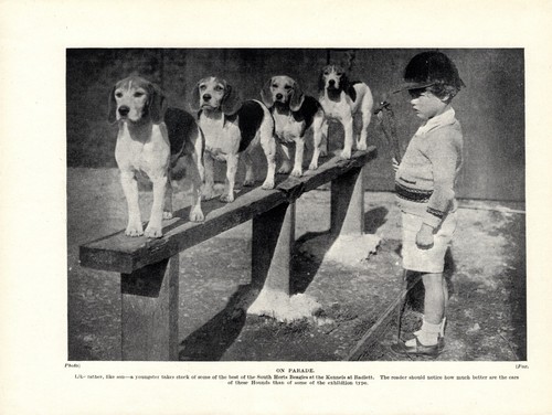 1930s antique beagle dog print - antique,