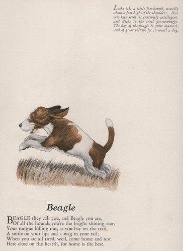 Beagle dog print description - dog,