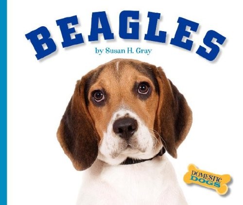 Beagles - , (domestic