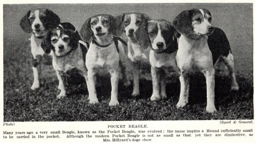 Beagle pocket - beagle, 1934