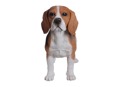 Standing beagle dog garden - dog,