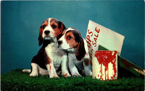 Postcard puppys for sale - puppys,