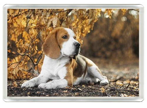 Beagle hound dog - dog, magnet
