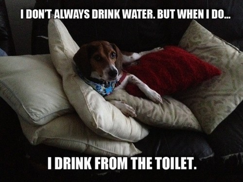 Funny beagle refrigerator - funny,