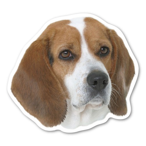 Beagle magnet - beagle,