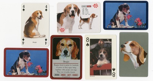 Beagle hound collection - hound, of