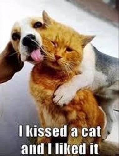Funny beagle and - beagle, cat