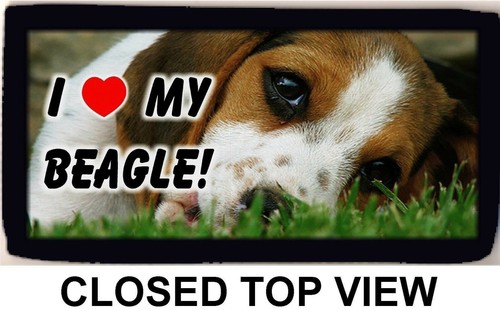 Beagle love photo - beagle, i