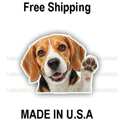 Beagle dog peeker peeking - beagle,