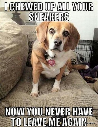 Funny beagle refrigerator - beagle,