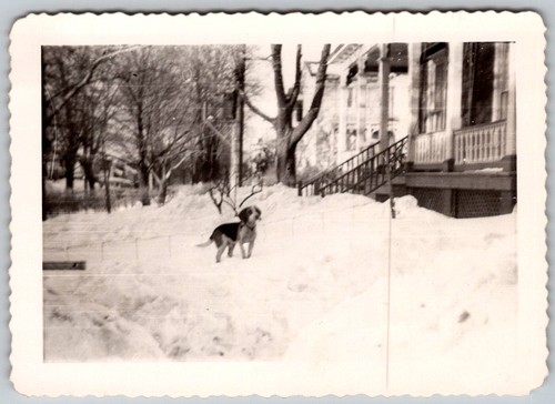 Vtg snapshot beagle dog - b&w,