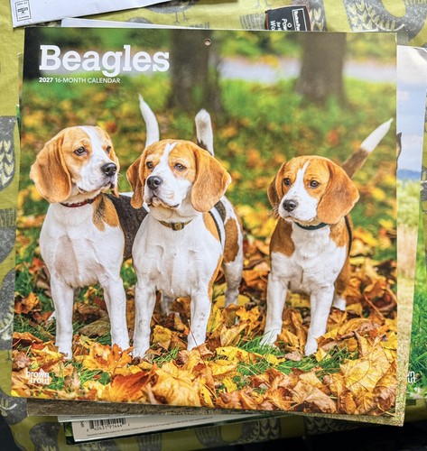 Beagle beagles dog calendar - beagle,,