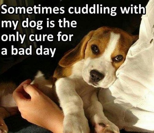 Funny beagle refrigerator - beagle,