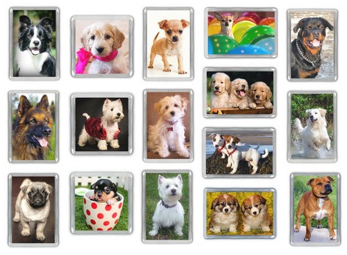 Dog fridge magnets - dog,