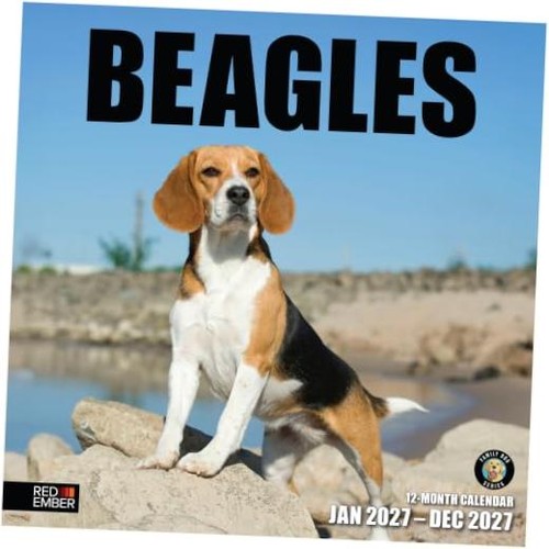 Beagles 2027 wall calendar - 2027,