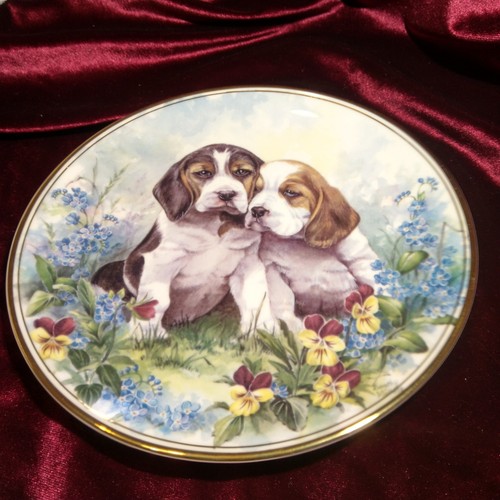 Beautiful beagle puppies - beagle,