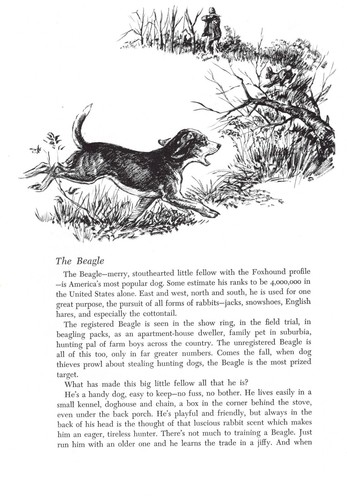 Beagle 1964 vintage dog art - -,