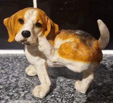 Tri-colour Beagle Scratching