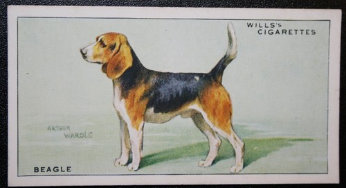 Beagle vintage 1937 - vintage,