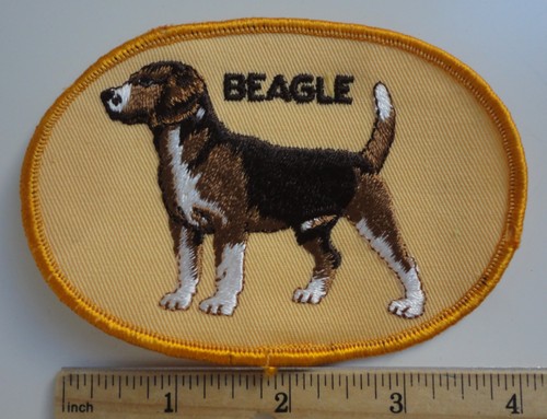 Vintage beagle dog show - beagle,
