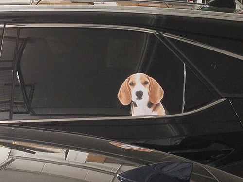 Beagle pup window - pup,