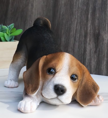 Adorable crouching tri color - adorable,