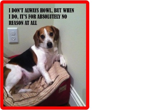 Funny beagle howling dog - beagle,