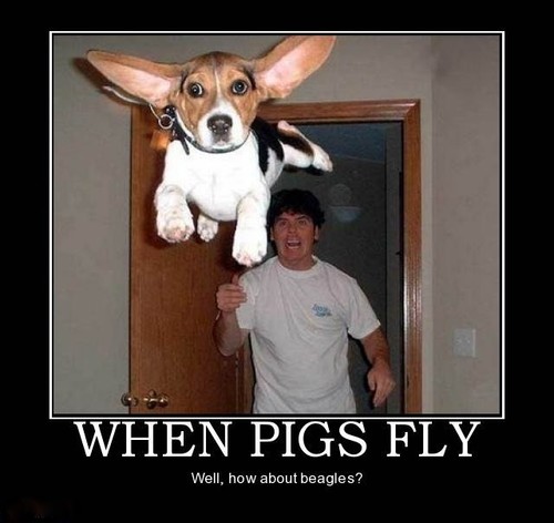 Funny beagle refrigerator - ,