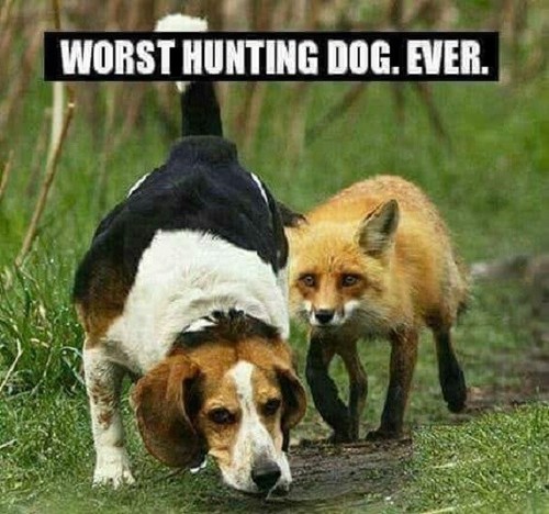 Funny beagle refrigerator - funny,
