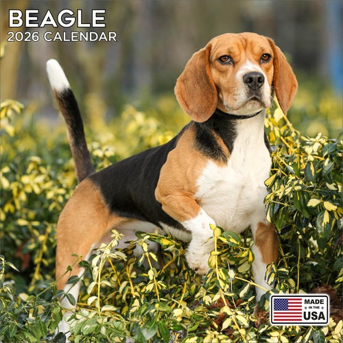 Beagle calendar 2026 - 2026,