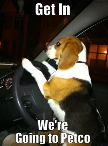 Funny beagle refrigerator - funny,