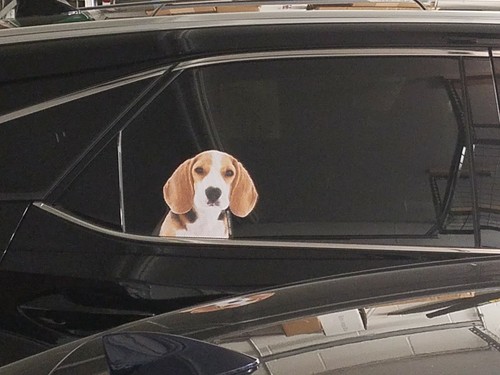 Beagle pup window - pup,