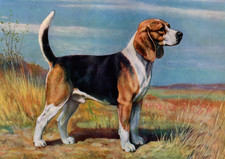 BEAGLE CHARMING STANDING DOG