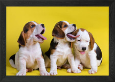 Beagles puppies Framed Wall