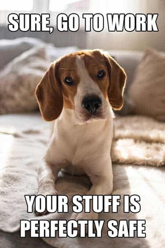 Funny beagle dog - beagle,