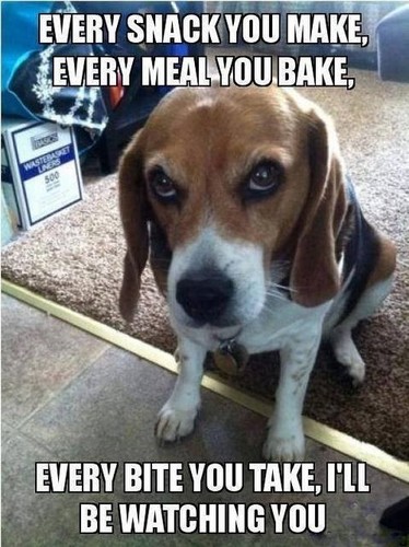 Funny beagle refrigerator - beagle,