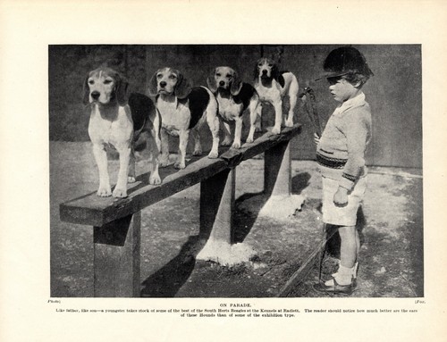 1930s antique beagle - dog, print