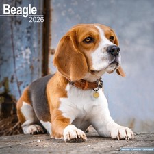 Beagle Calendar 2026  Square