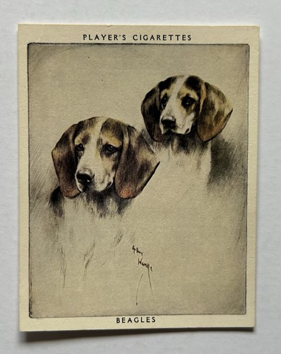 Player dogs 3 beagles - no.,