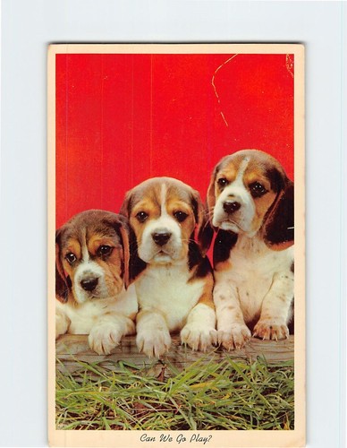 Postcard three cute beagle - three,