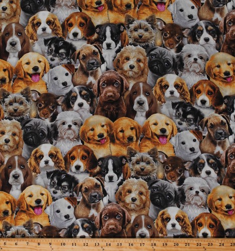 Cotton puppies puppy dogs - puppies,