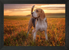 Beagle cute Framed Wall Art