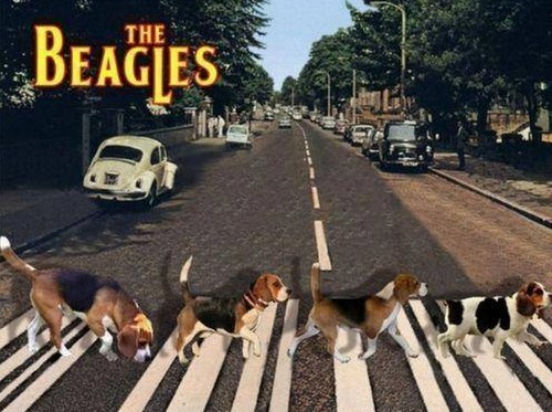 Funny beagle refrigerator - funny,