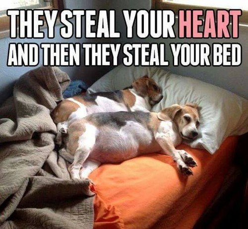 Funny dog beagles - beagles, in