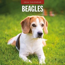 Beagles 2026 Square Wall