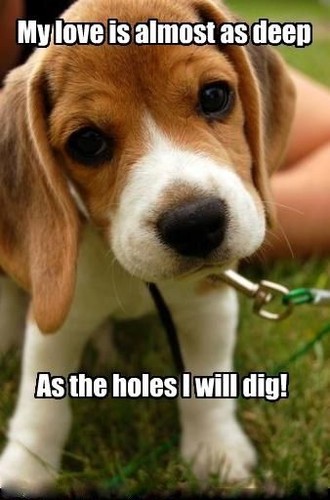 Funny beagle dog - funny,